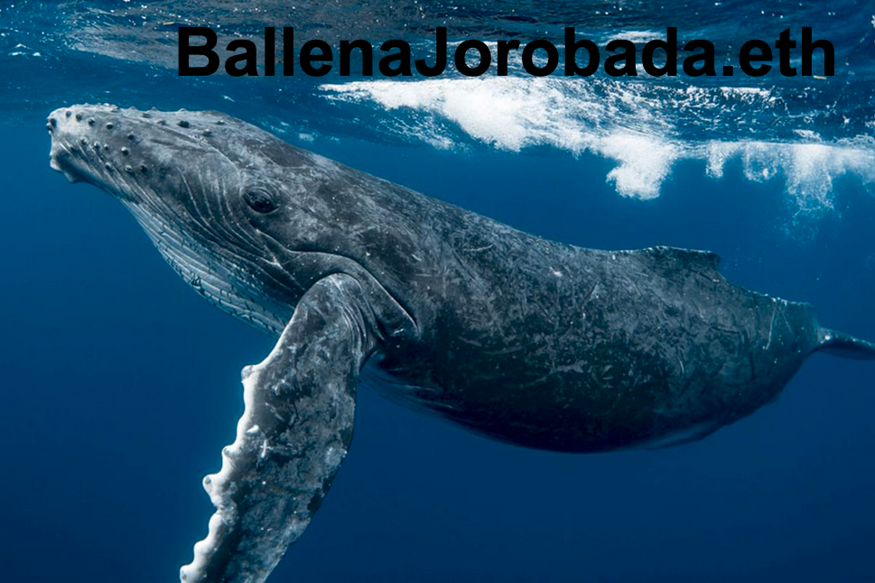 ballenajorobada.eth Ethereum Name Service (ENS and .eth domain) PFP