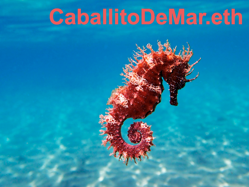 caballitodemar.eth Ethereum Name Service (ENS and .eth domain) PFP