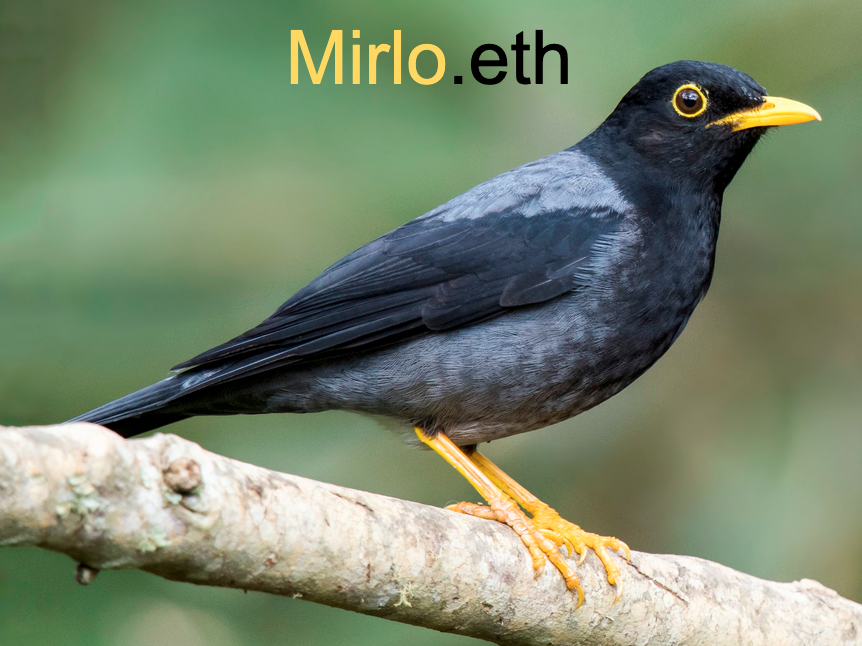mirlo.eth Ethereum Name Service (ENS and .eth domain) PFP