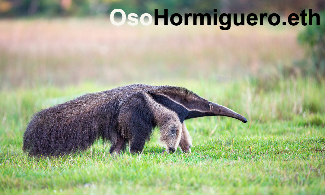 osohormiguero.eth Ethereum Name Service (ENS and .eth domain) PFP