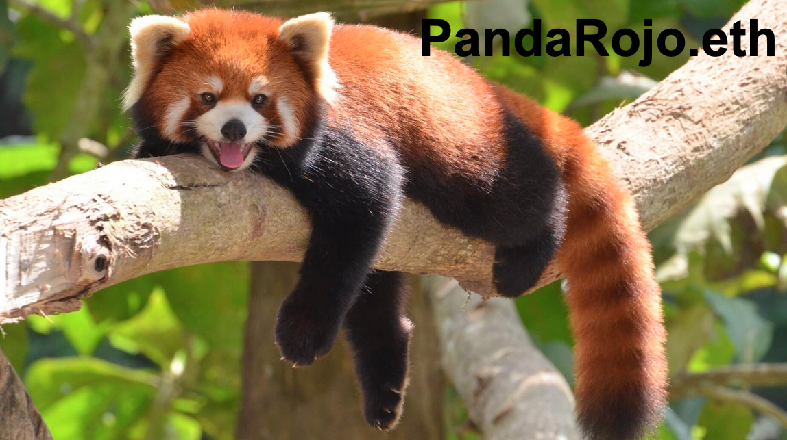 pandarojo.eth Ethereum Name Service (ENS and .eth domain) PFP