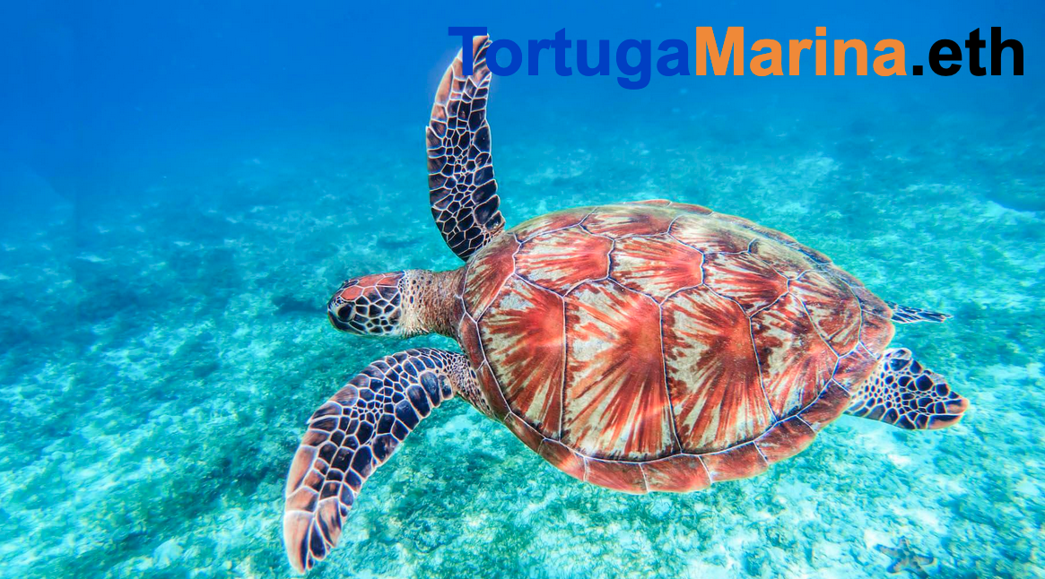 tortugamarina.eth Ethereum Name Service (ENS and .eth domain) PFP