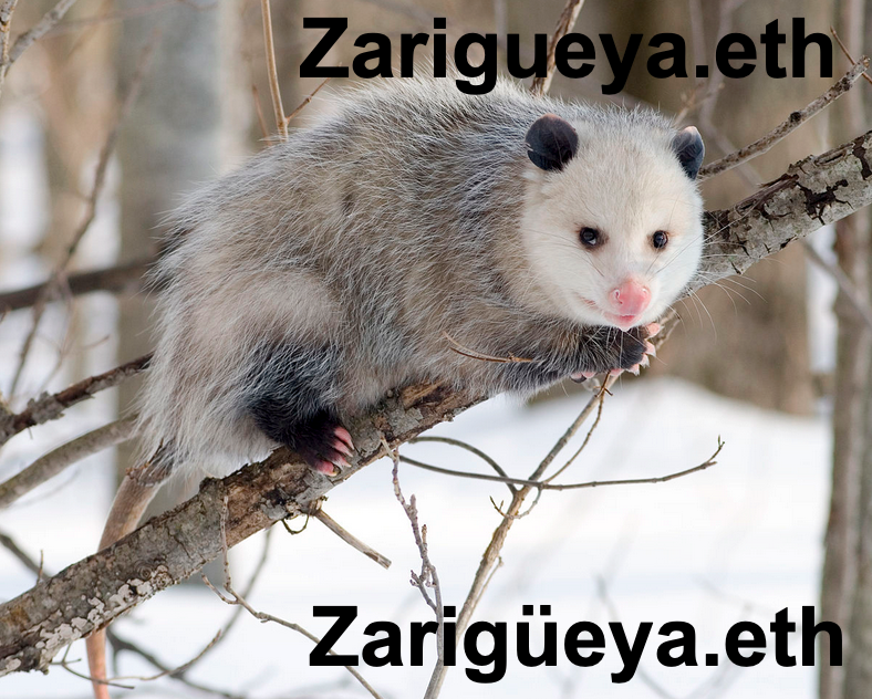 zarigueya.eth Ethereum Name Service (ENS and .eth domain) PFP