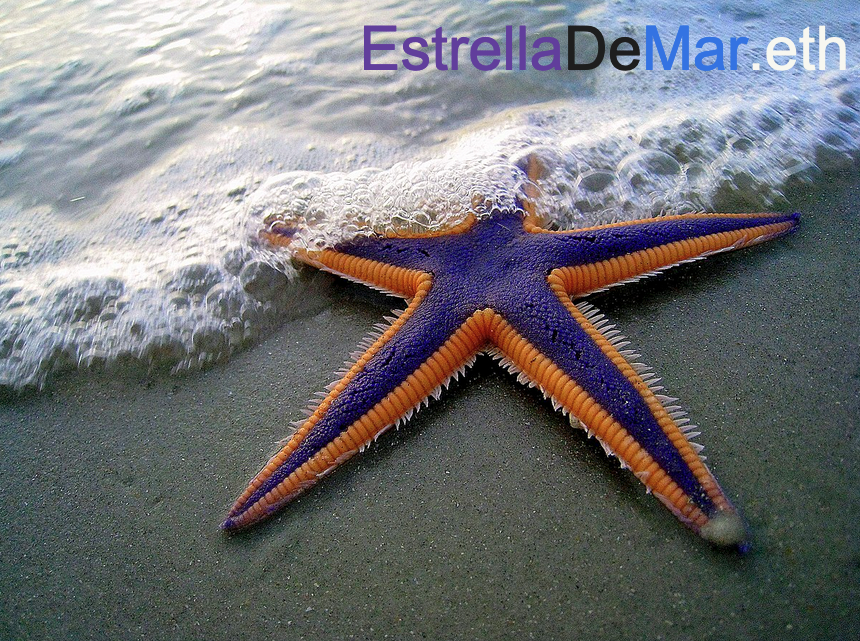 estrellademar.eth Ethereum Name Service (ENS and .eth domain) PFP