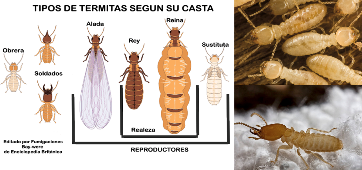 termita.eth Ethereum Name Service (ENS and .eth domain) PFP