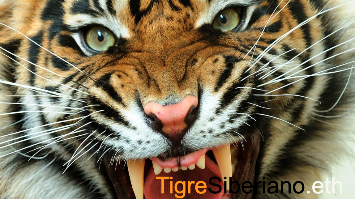 tigresiberiano.eth Ethereum Name Service (ENS and .eth domain) PFP